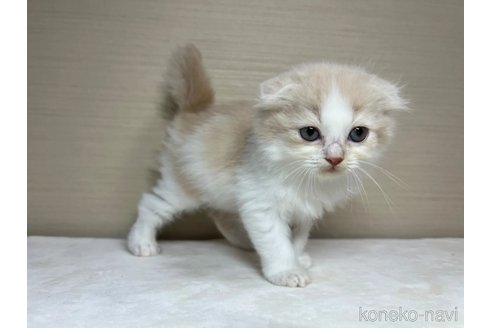 成約済の茨城県のスコティッシュフォールド(折れ耳)-90711の5枚目